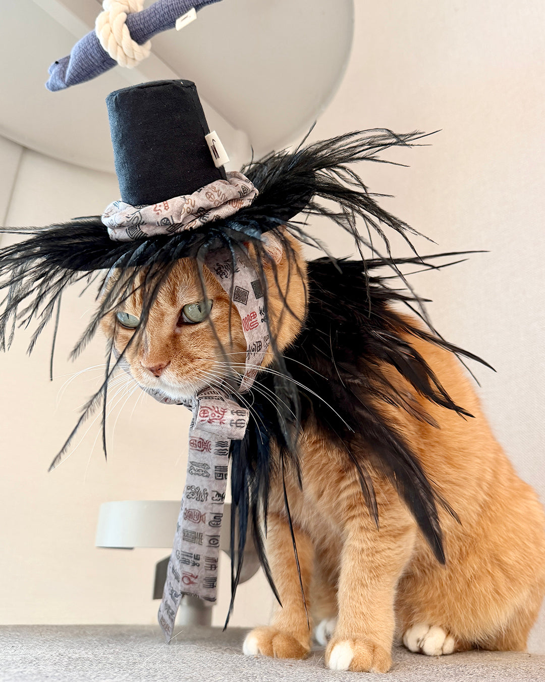 Crow Gat