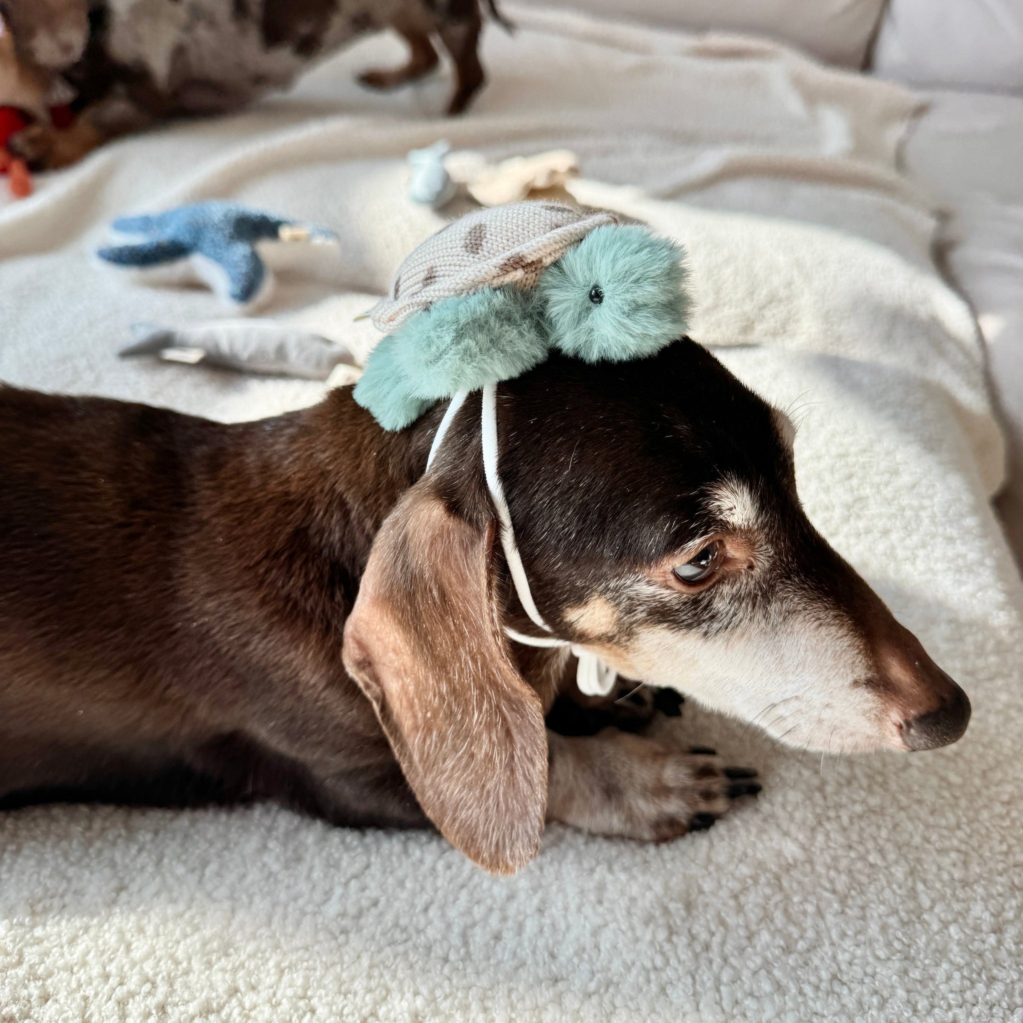 Turtle Headpiece
