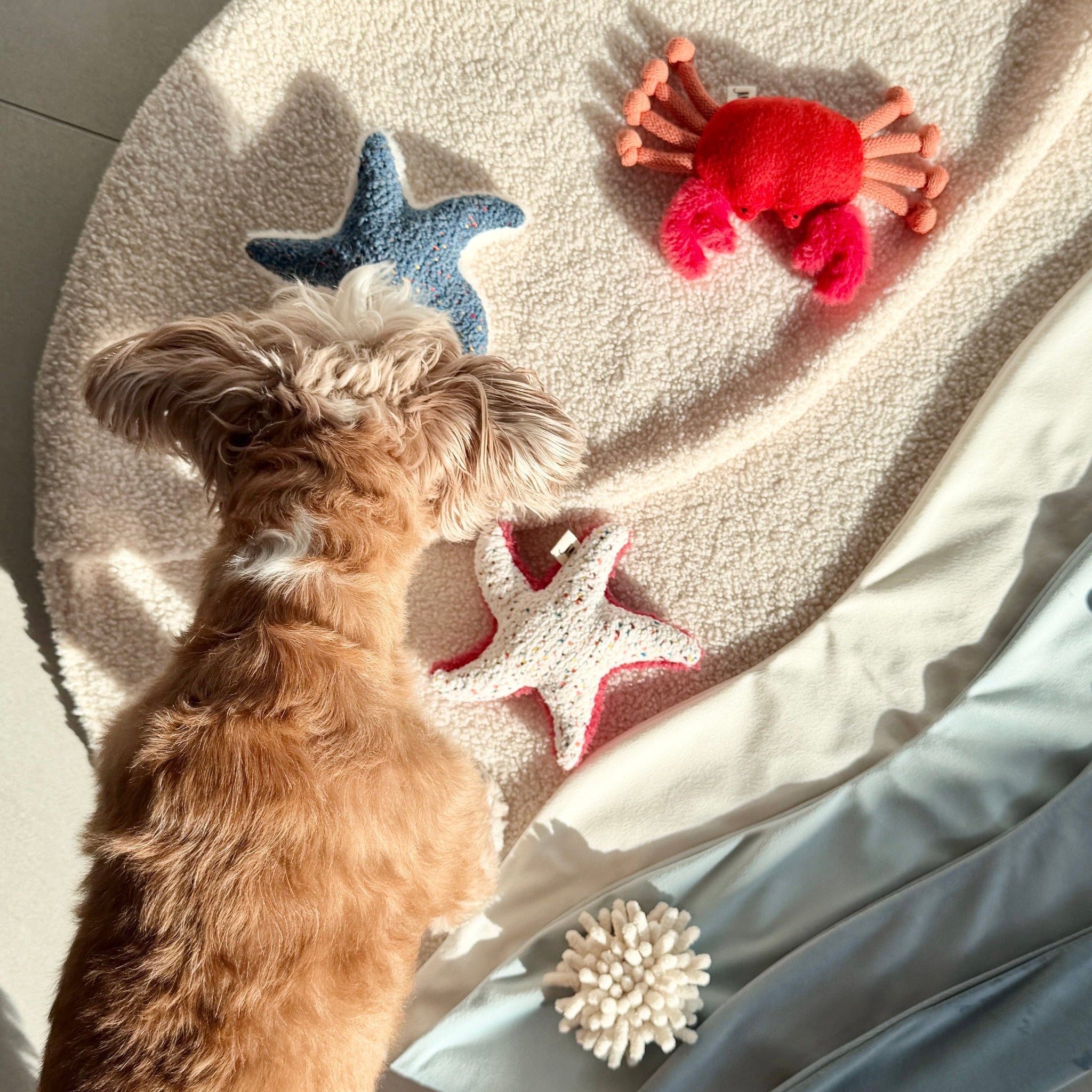 Crab Toy