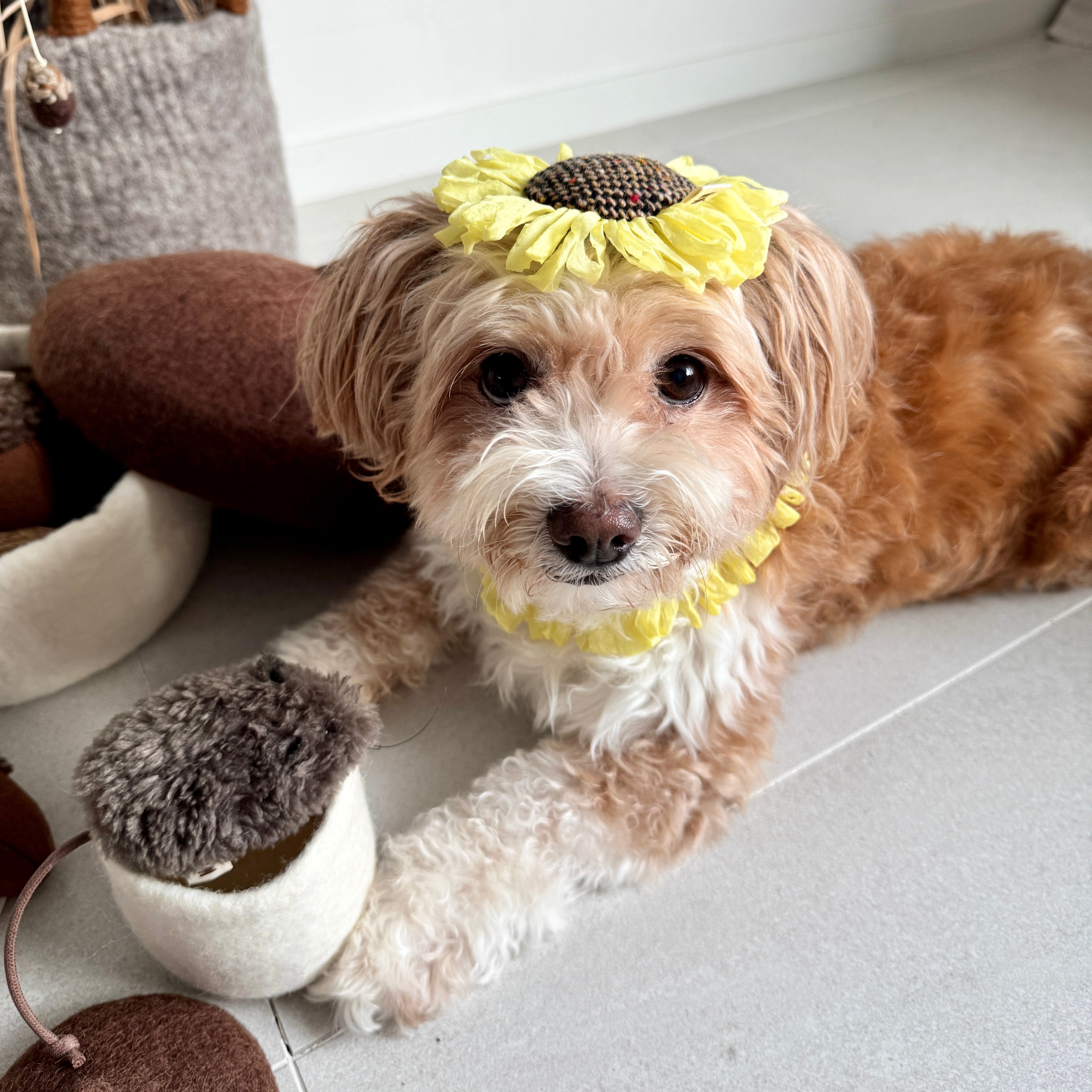 Sunflower Headpiece