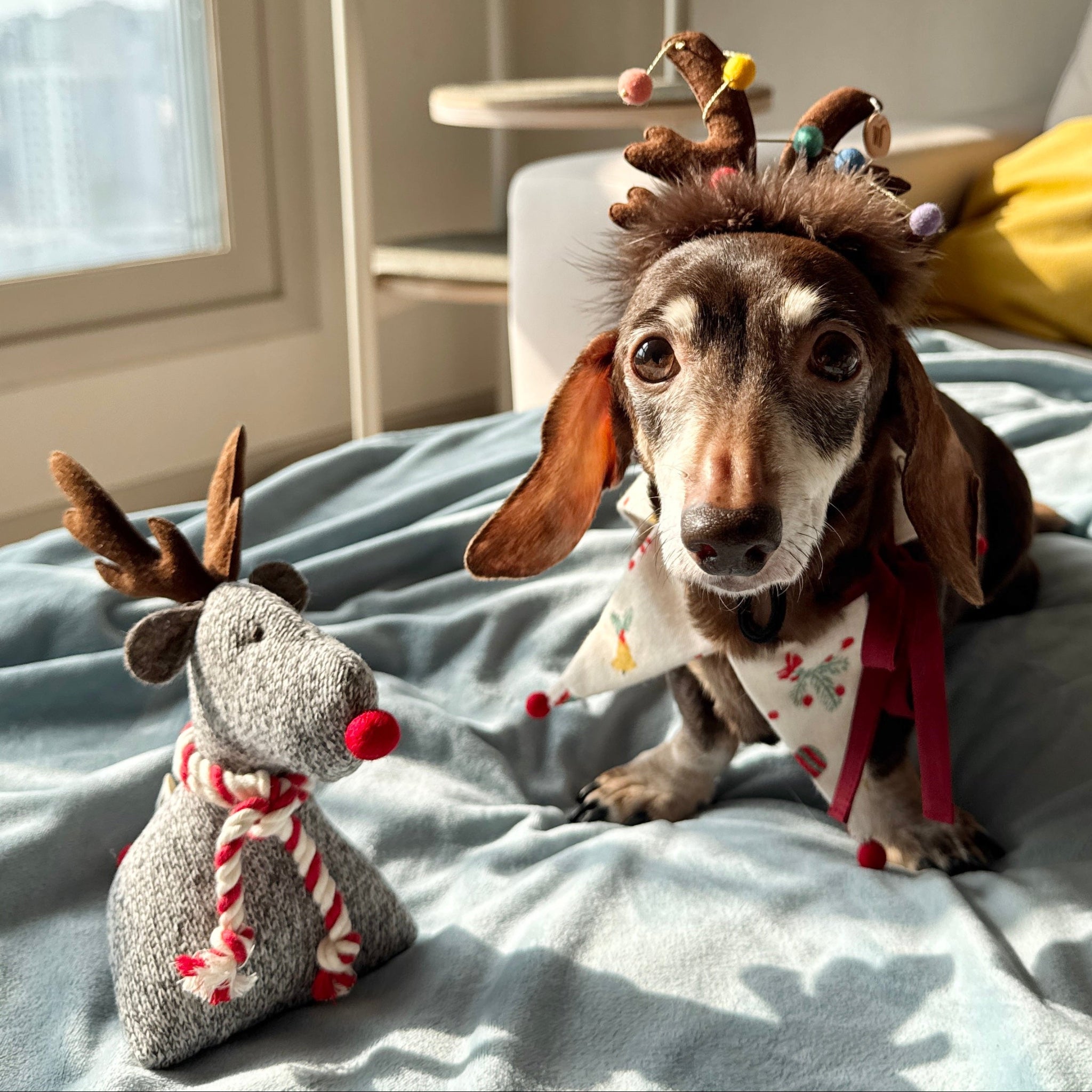 Rudolph Toy (pre-order)