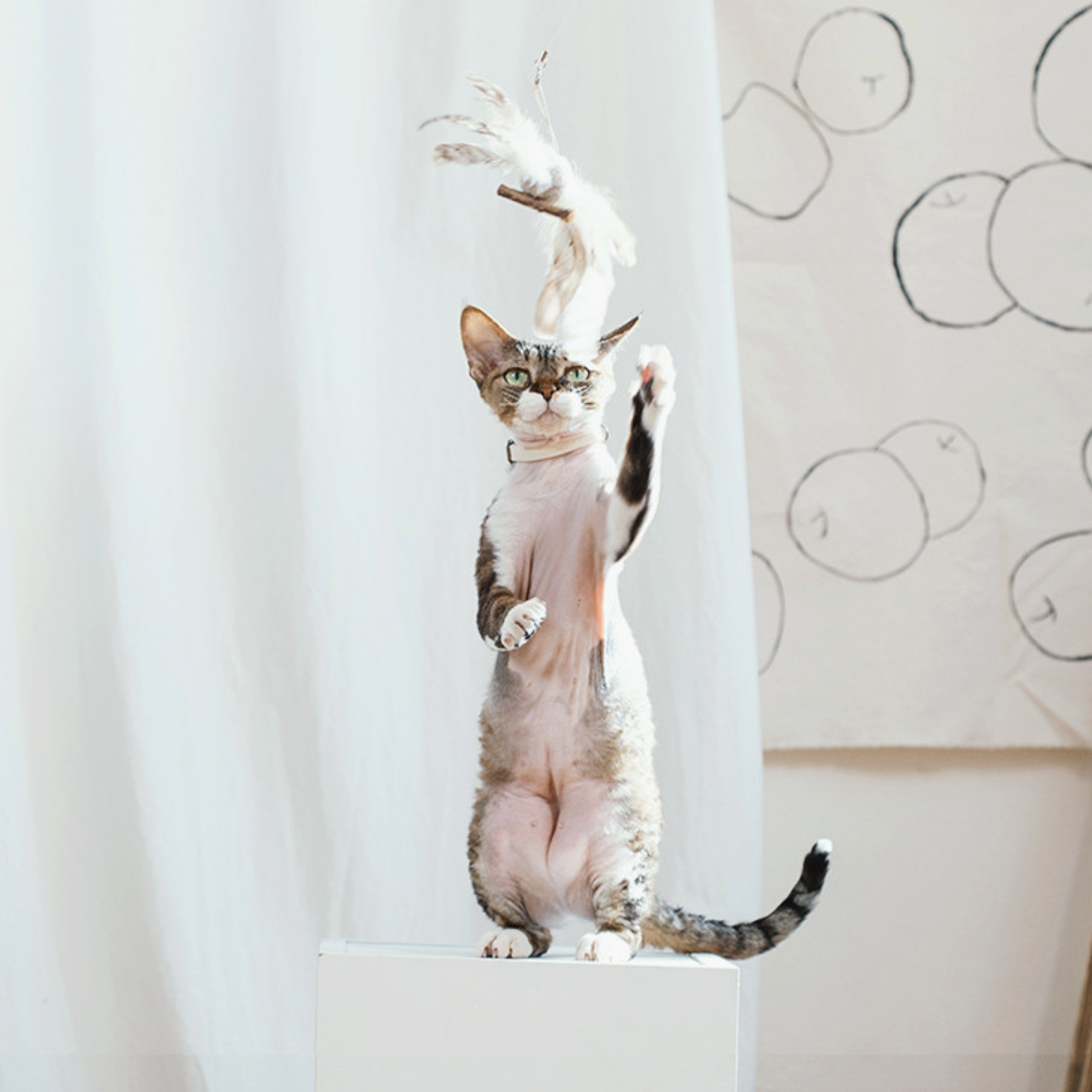 Flying Bird