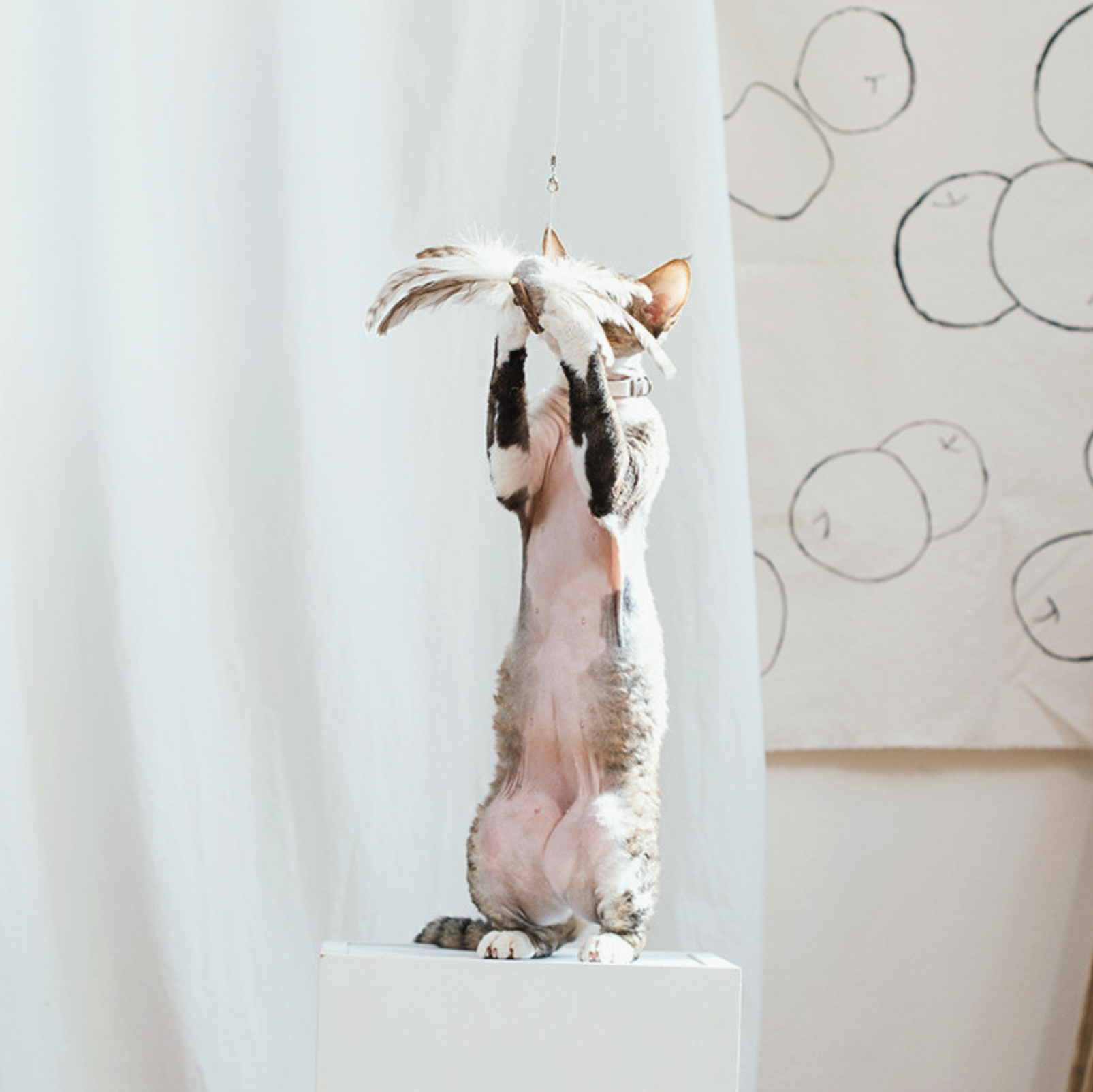 Flying Bird