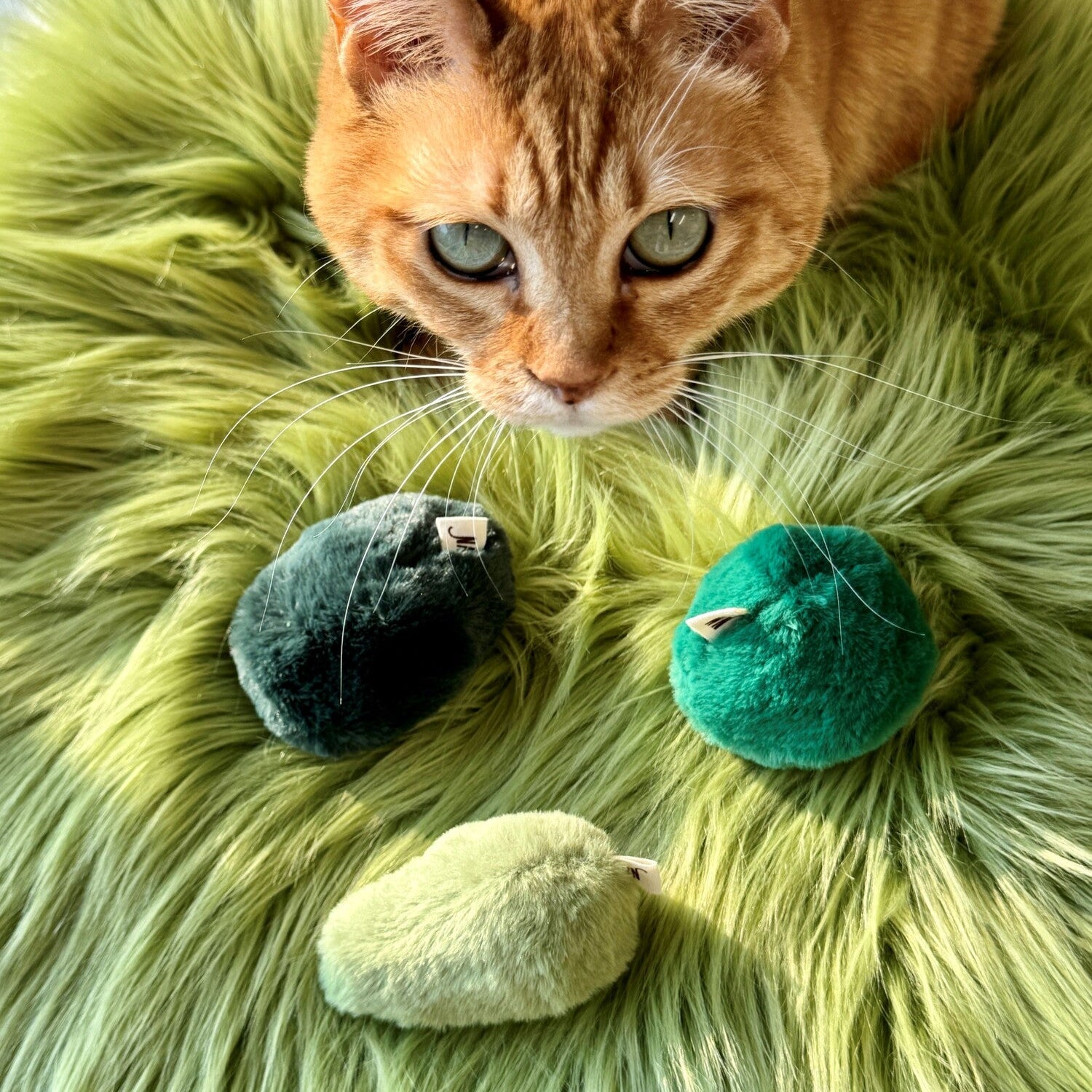 Moss (Set of 3)