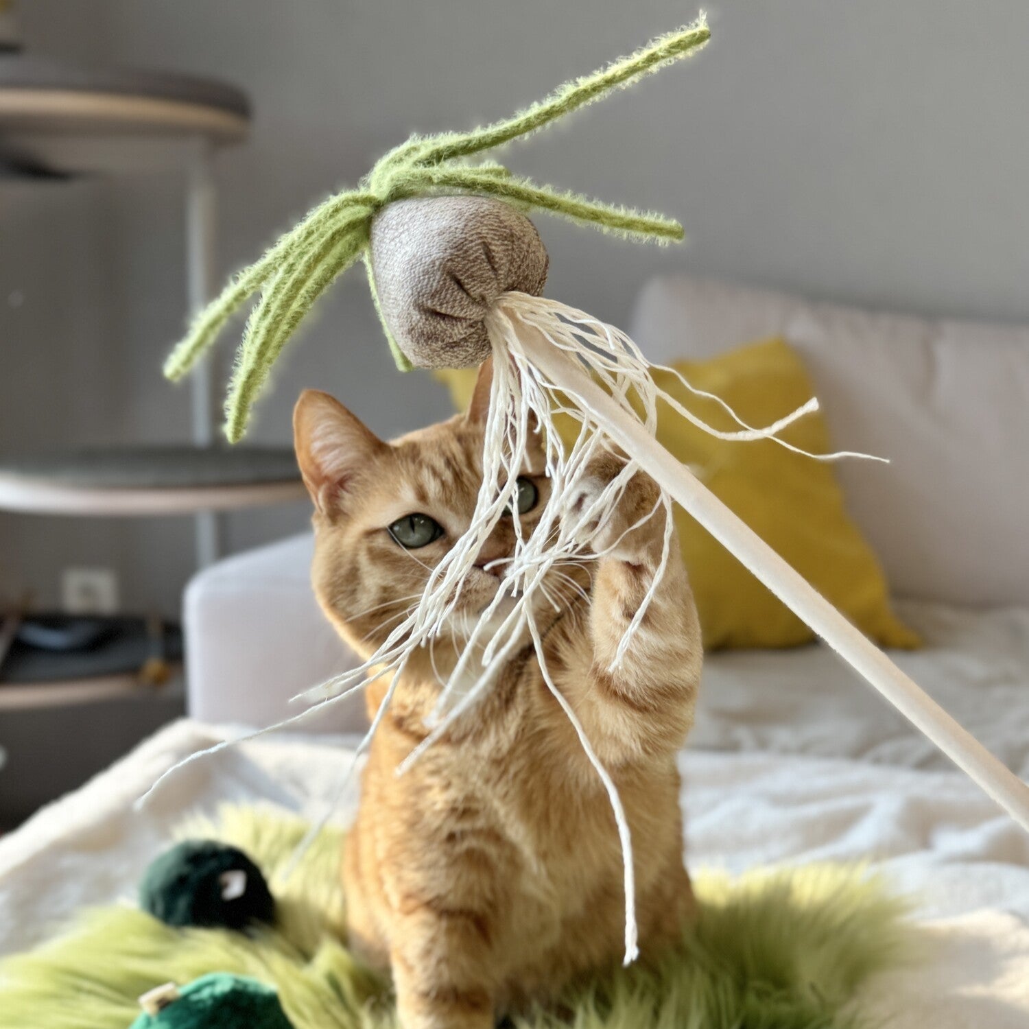 Albuca Wand