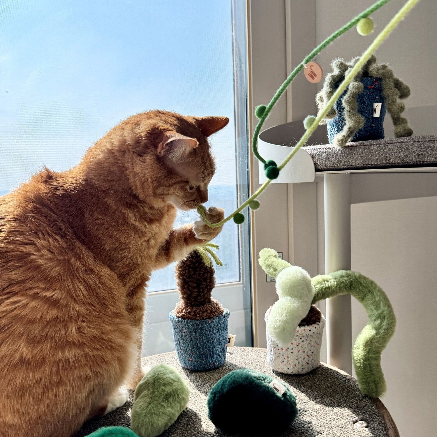 Plant Series