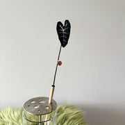 Alocasia