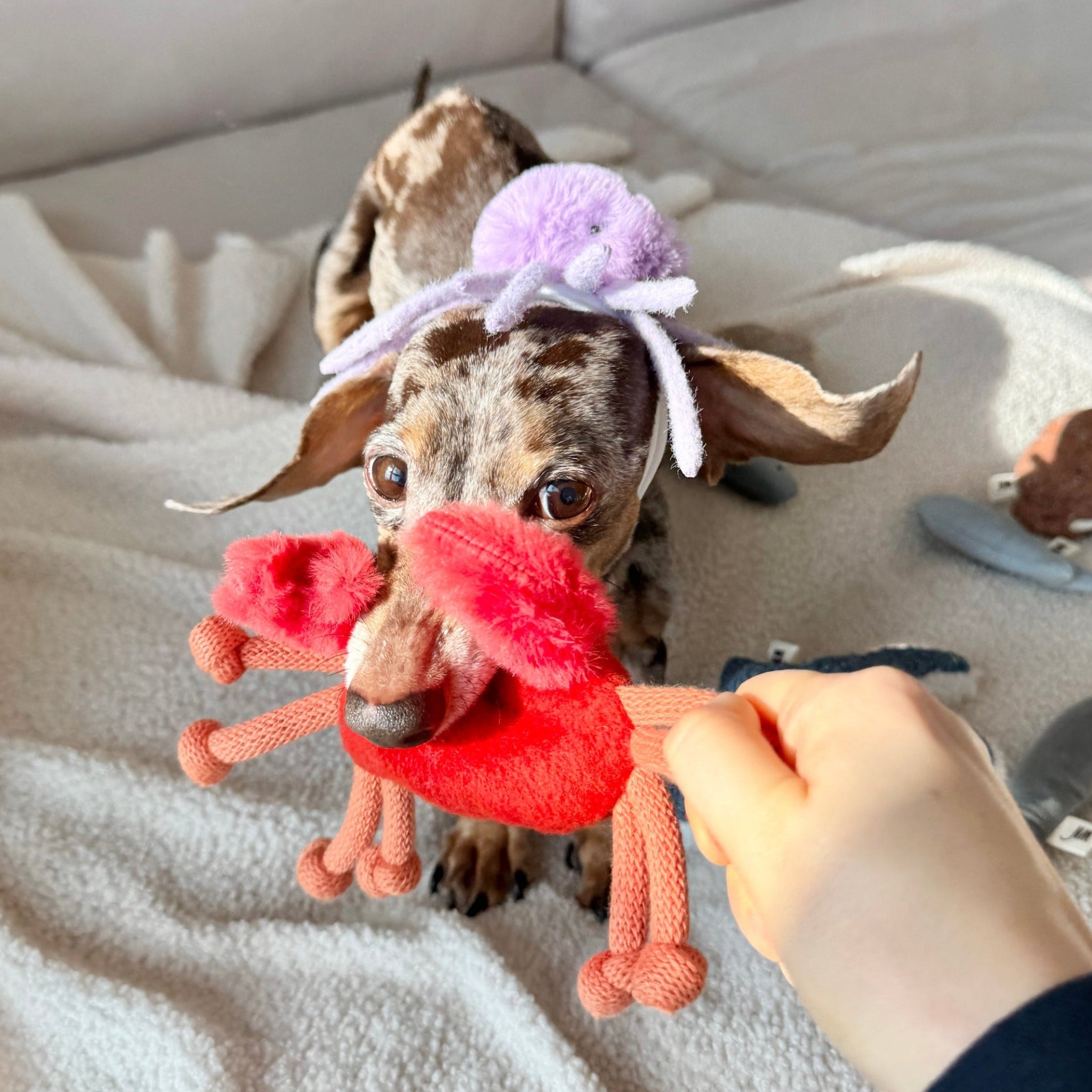 Octopus Headpiece