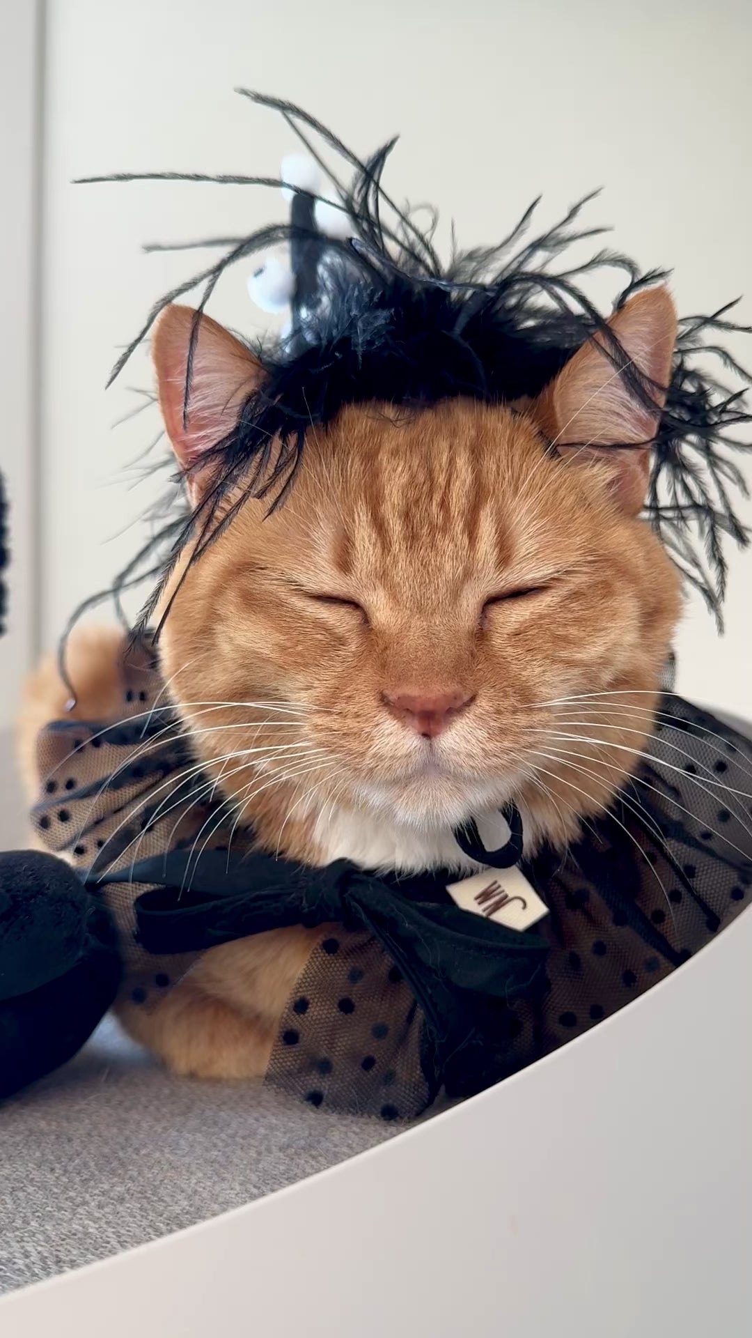 Load video: Black Cape