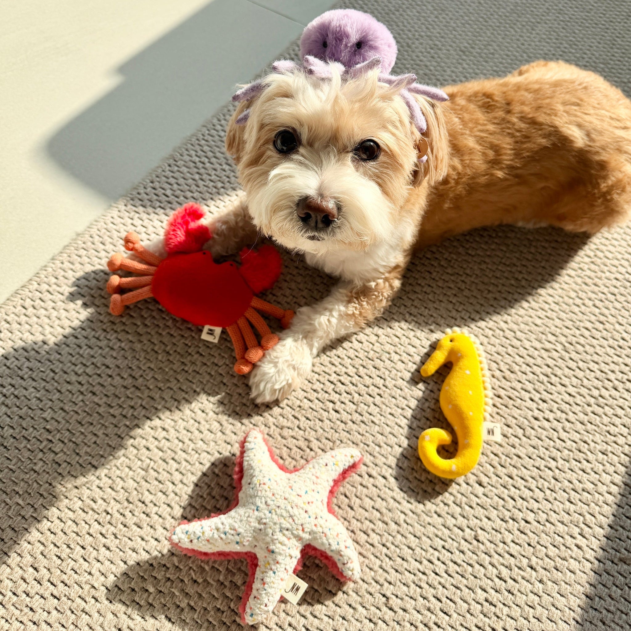 Seahorse Toy